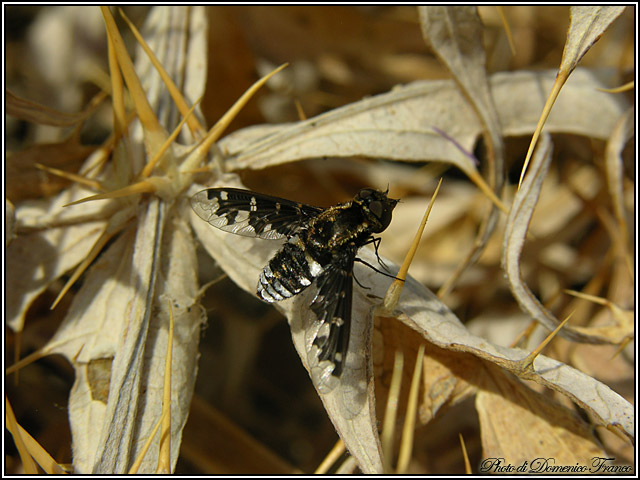 Exoprosopa jacchus