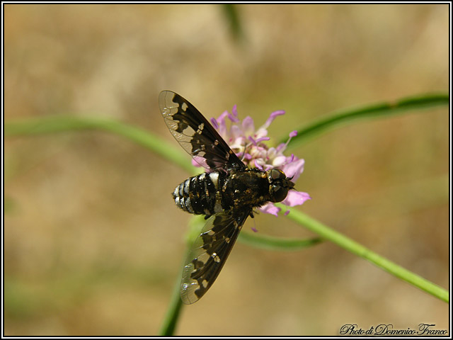 Exoprosopa jacchus