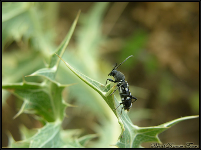 Prove di identificazione: Chlorophorus sartor