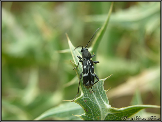 Prove di identificazione: Chlorophorus sartor