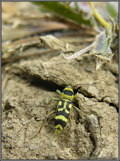 Chlorophorus varius