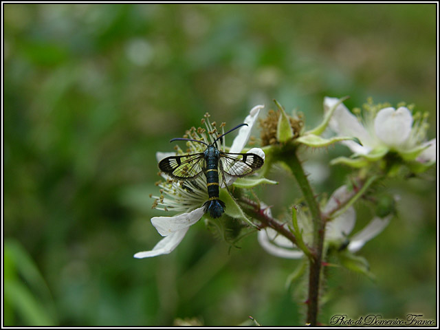 Synanthedon spuleri