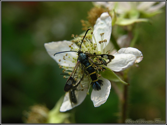 Synanthedon spuleri