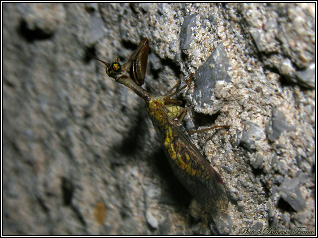 Mantispa sp.