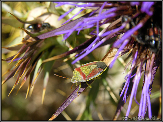 Pentatomidae??