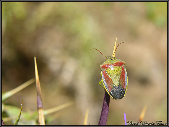 Pentatomidae??