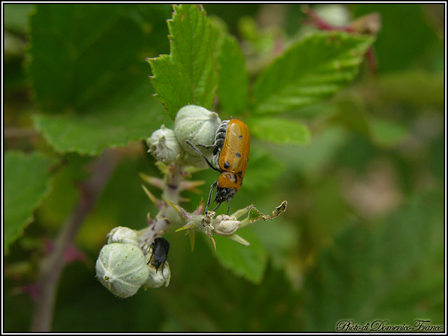 Tituboea biguttata (Chrysomelidae)