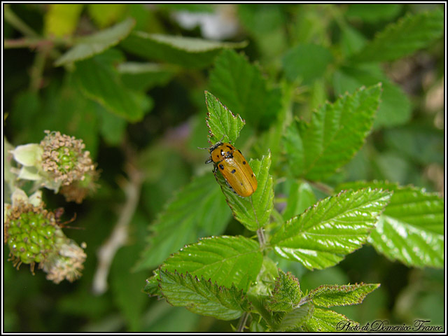 Tituboea biguttata (Chrysomelidae)
