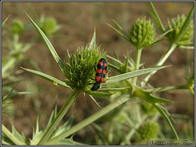 Trichodes leucopsideus