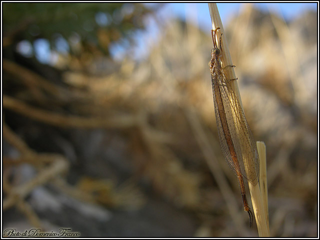 Macronemurus cfr. appendiculatus madonita