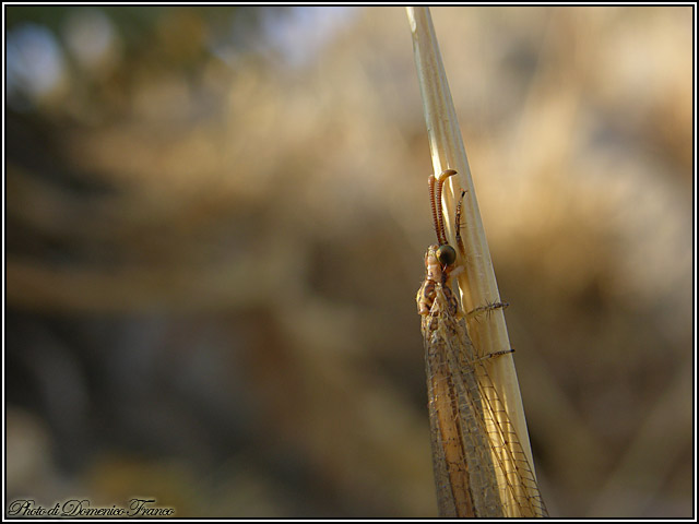 Macronemurus cfr. appendiculatus madonita