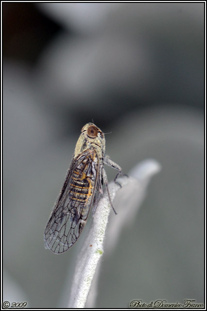 Altra cicala da identificare...Cixiidae sp.