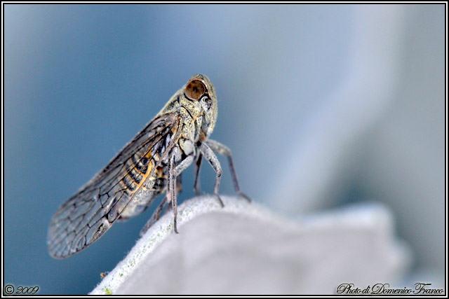 Altra cicala da identificare...Cixiidae sp.