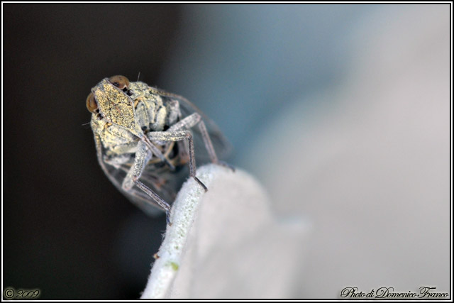 Altra cicala da identificare...Cixiidae sp.