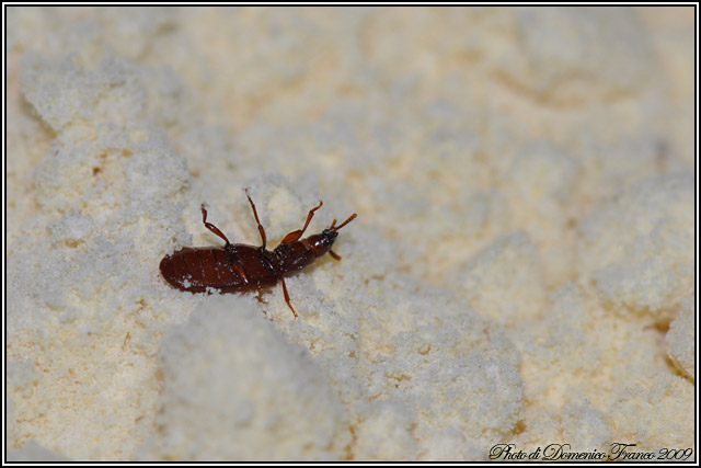 Tribolium confusum nella farina di ceci