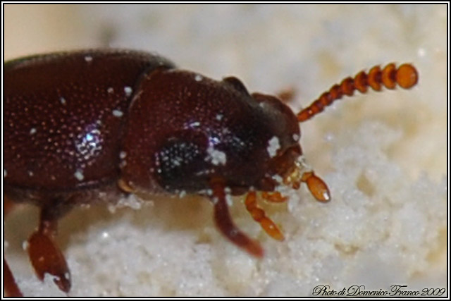 Tribolium confusum nella farina di ceci