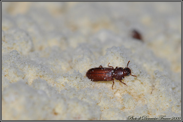 Tribolium confusum nella farina di ceci