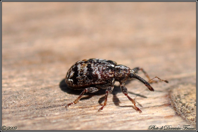 Curculionidae: Anthonomus sp.