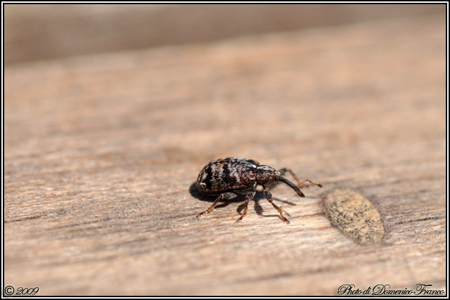 Curculionidae: Anthonomus sp.