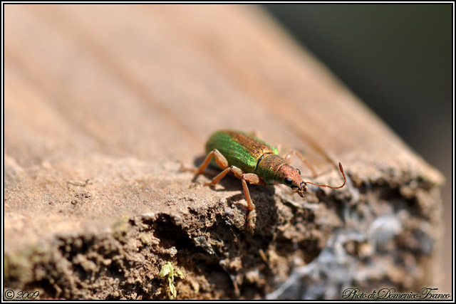 Curculionidae: Polydrusus (Eurodrusus) armipes