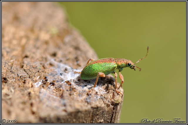 Curculionidae: Polydrusus (Eurodrusus) armipes