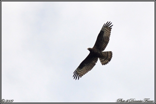Identificazione rapace [ Falco pecchiaiolo ]