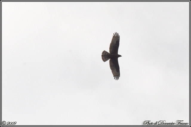 Identificazione rapace [ Falco pecchiaiolo ]