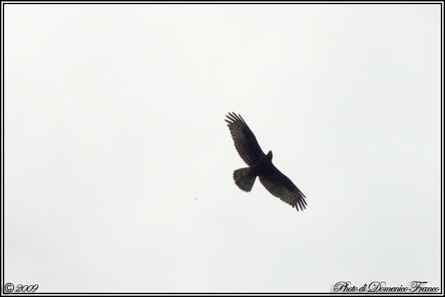 Identificazione rapace [ Falco pecchiaiolo ]