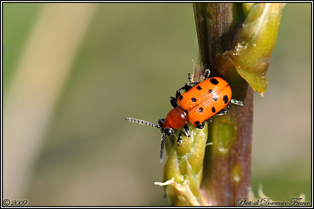 Crioceris duodecimpunctata