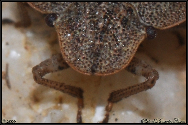 Pentatomidae: Sciocoris sp. del Bosco Ficuzza (Palermo)