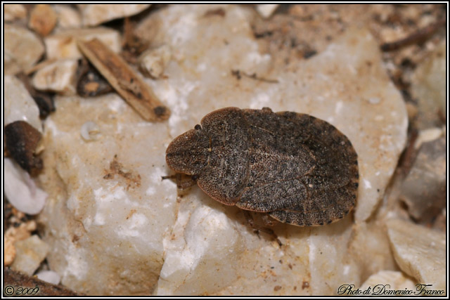 Pentatomidae: Sciocoris sp. del Bosco Ficuzza (Palermo)