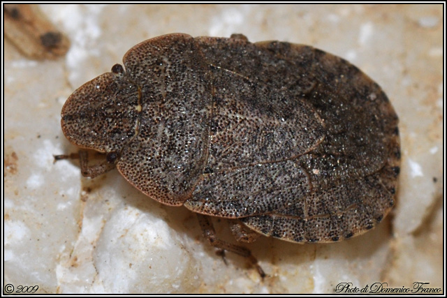 Pentatomidae: Sciocoris sp. del Bosco Ficuzza (Palermo)