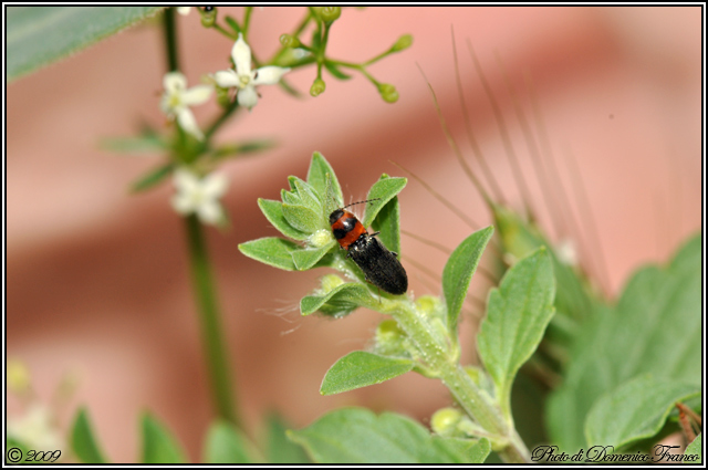 Da identificare: Cardiophorus argiolus/ulcerosus