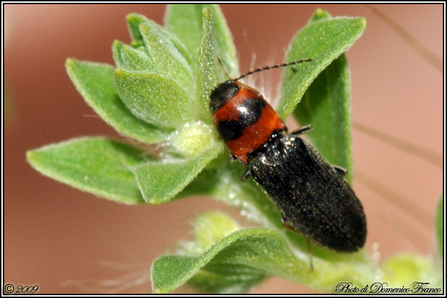 Da identificare: Cardiophorus argiolus/ulcerosus