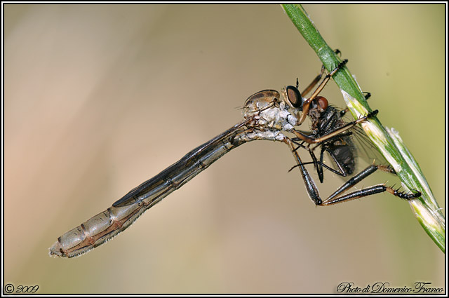 Leptogaster sp. (Asilidae)