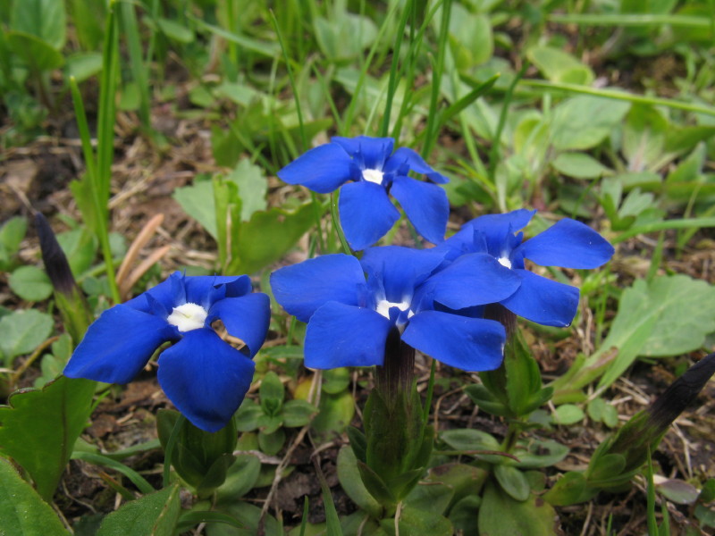 Gentiana verna