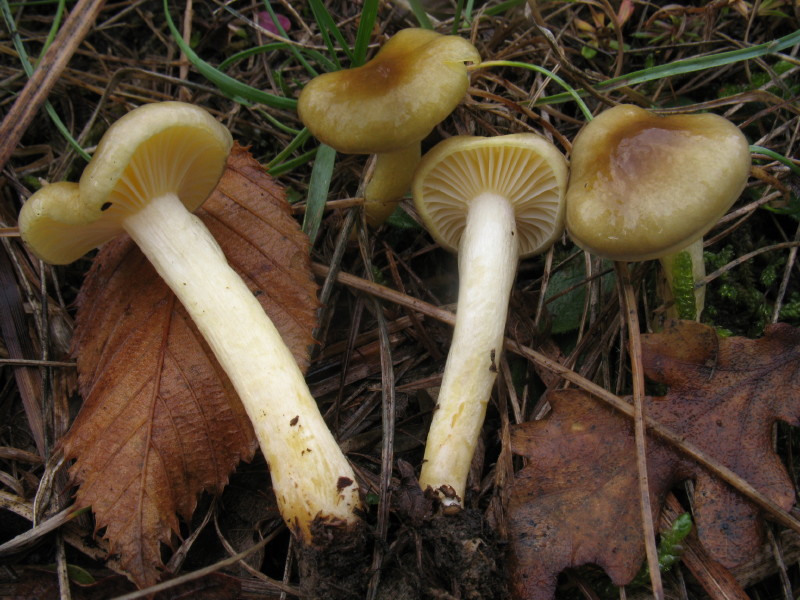 Hygrophorus hypothejus