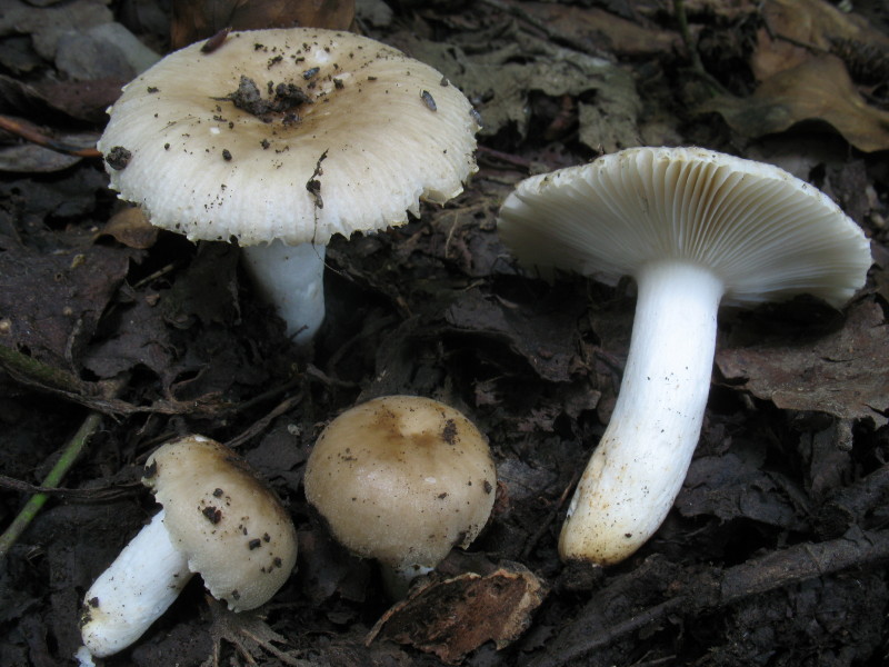 Russula 2