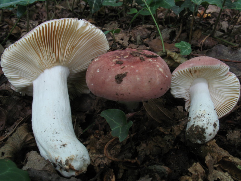 Russula 1