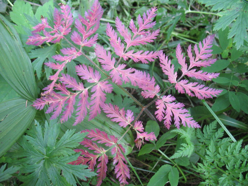 Felce viola - no, Apiacea