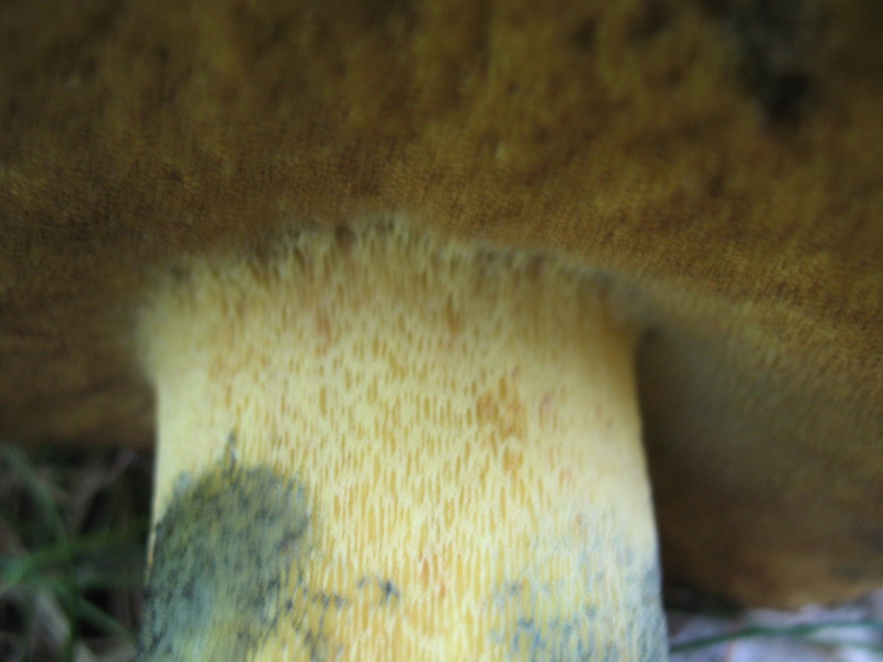 Boleto da determinare