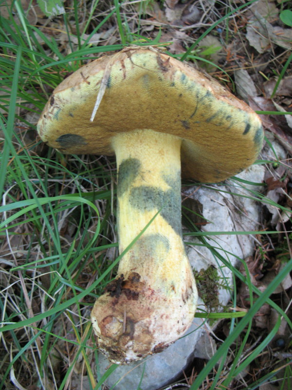 Boleto da determinare