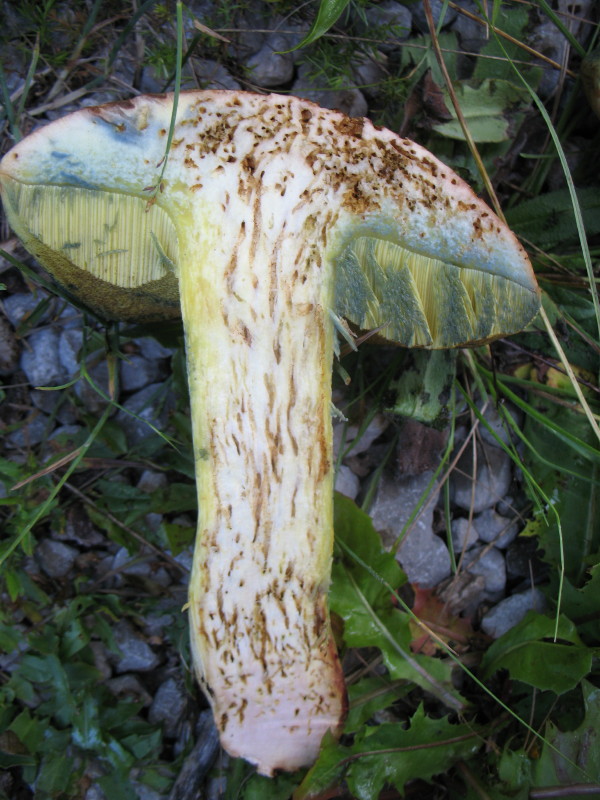 Boleto da determinare