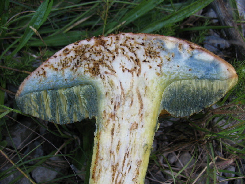 Boleto da determinare