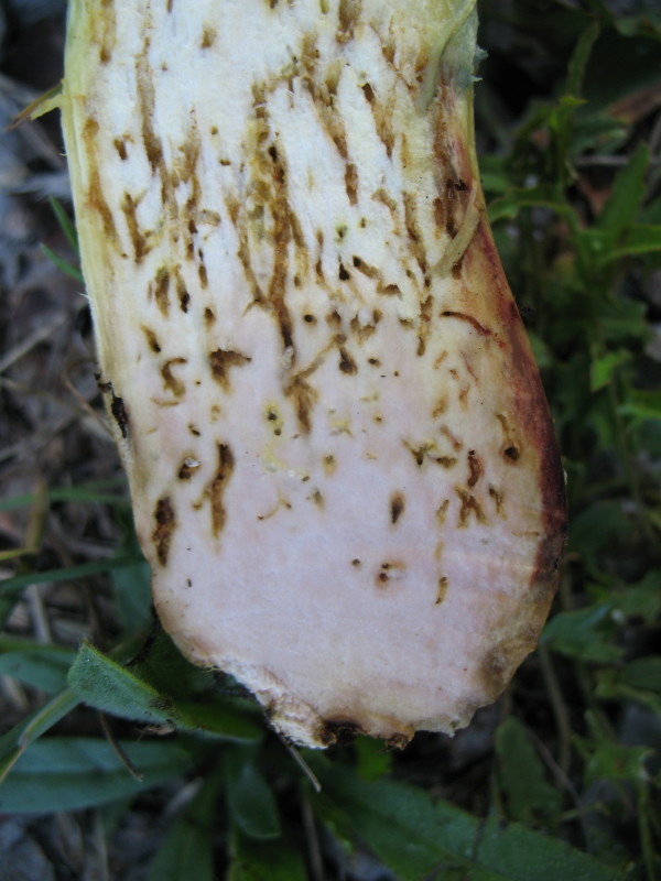 Boleto da determinare