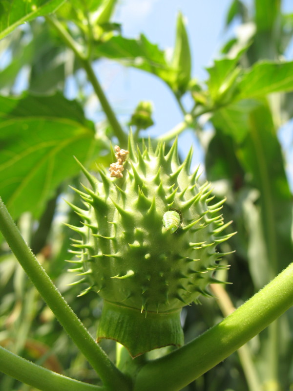 Pianta dal frutto spinoso - Datura stramonium