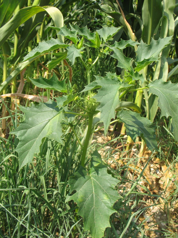 Pianta dal frutto spinoso - Datura stramonium