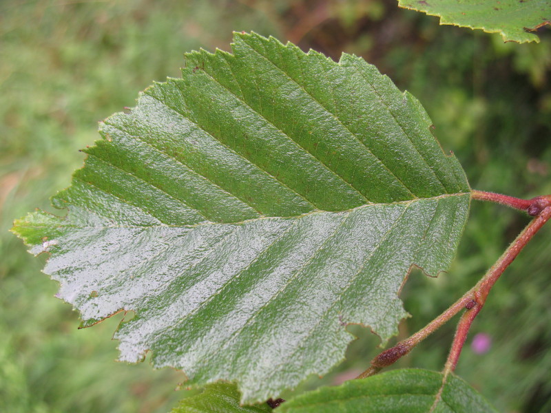 Alnus incana