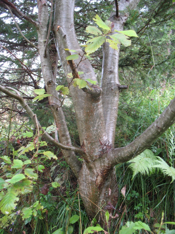 Alnus incana