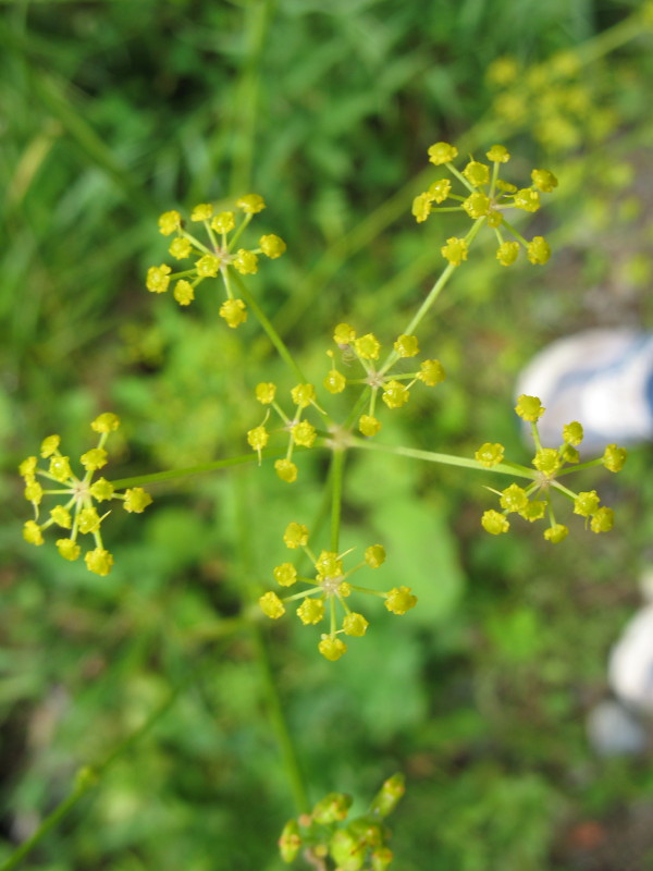 Piantina dai fiori gialli 2